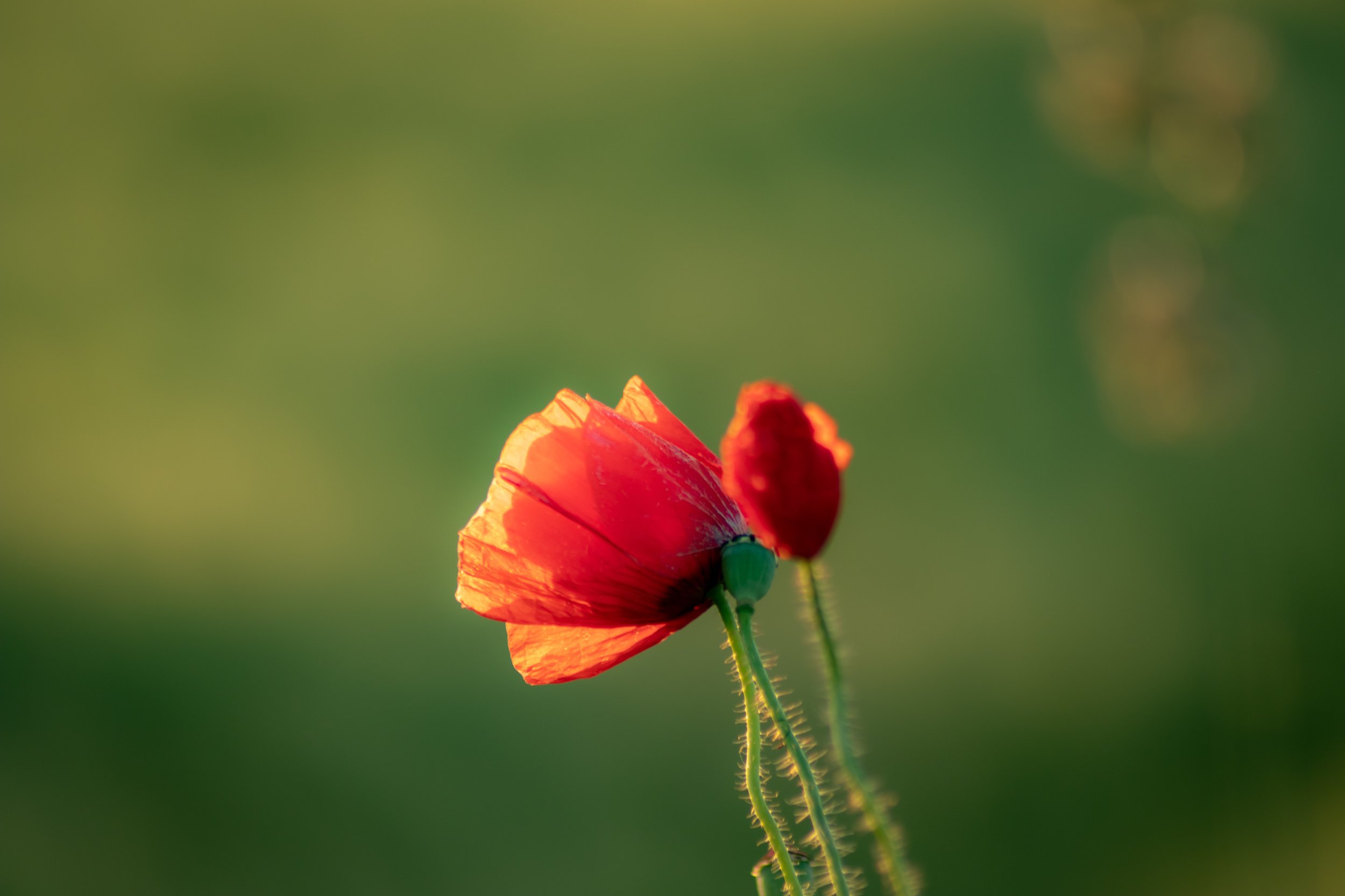 wild-poppies