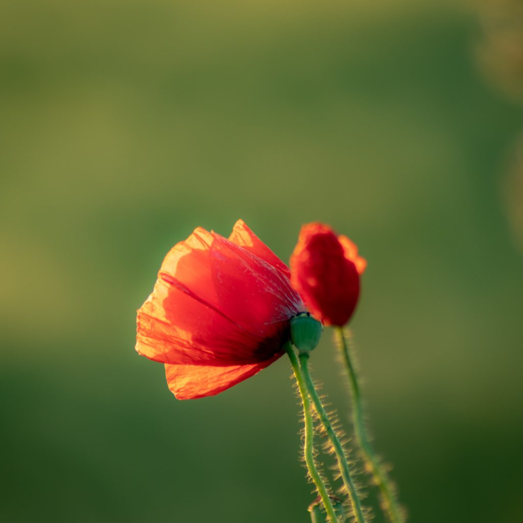 wild-poppies